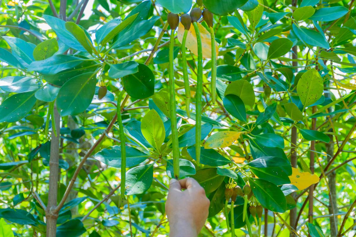 Mangrove Propagules