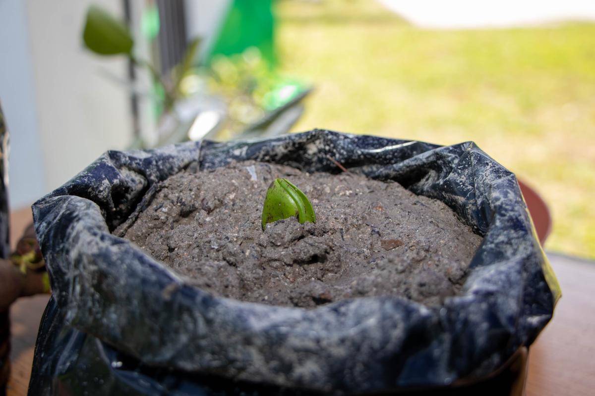 Seedlings of the Mangliye Blan